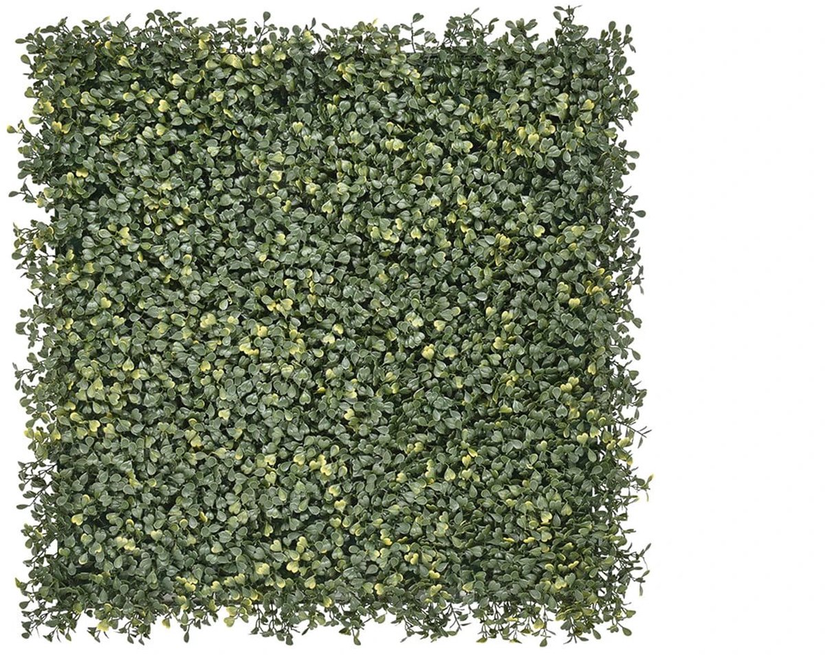 Emma Buxus