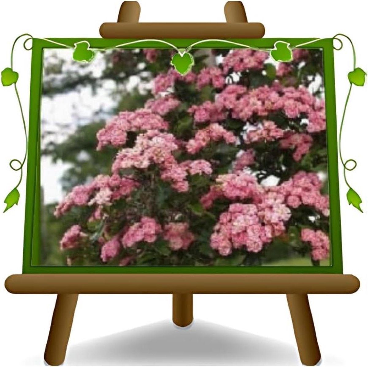 Klimroos Banksiae - Roze klimroos - Tuin decoreren - Geurende bloemen - Max 180 cm - Roze