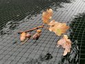 Eikentak met bladeren en eikels op een zwart fijnmazig net boven donker water.