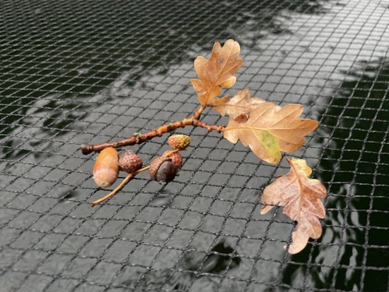 Eikentak met bladeren en eikels op een zwart fijnmazig net boven donker water.
