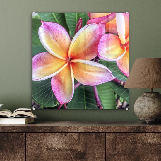 ® Glasschilderij 50x50 cm - Schilderij acrylglas - Kleurrijke Plumeria bloemen in Singapore - Foto op glas - Muurdecoratie woonkamer - Wanddecoratie slaapkamer - Schilderijen