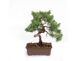 Echte Japanse Juniperus Chinensis Ito-Igawa Bonsai | Buitenplant in Pot