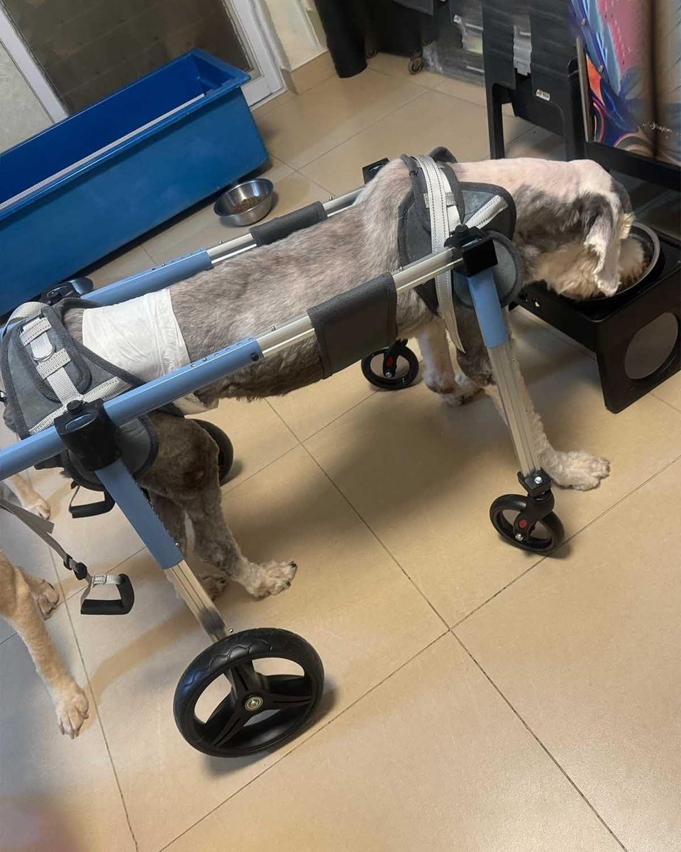 Huisdier Rolstoel - Honden Hulp - Mobiliteit Verbeteren - Verstelbaar Ontwerp - XS - Blauw