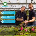 Twee mannen bekijken waterlelies in een vijver in een kas. Twee keurmerken links.