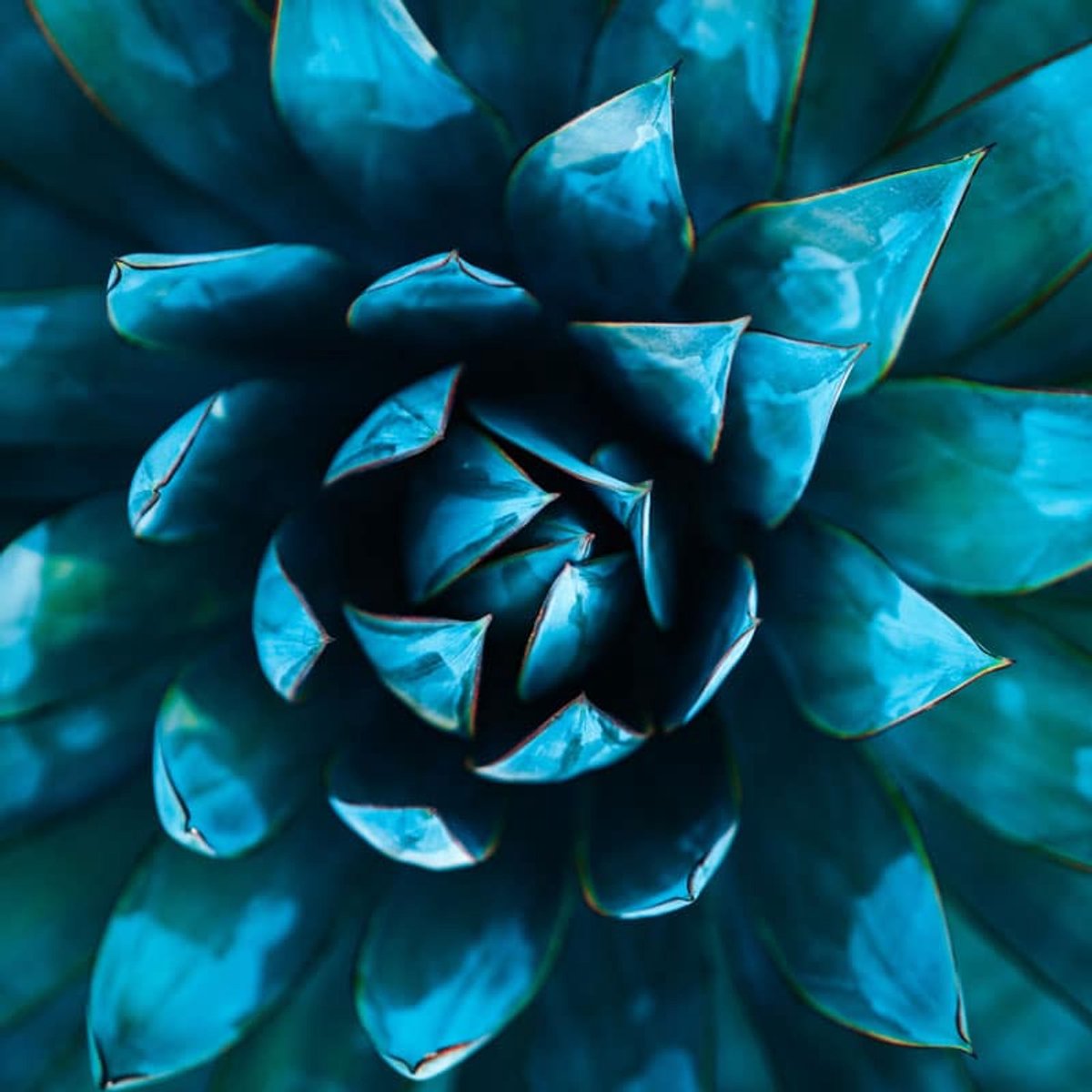 Geurolie - Blauwe Agave - 1 L