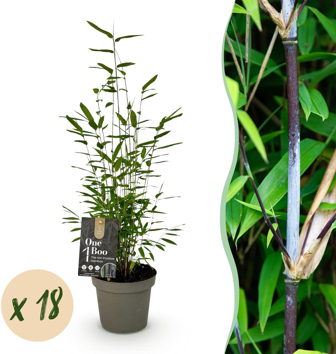 Plantenboetiek.nl | Bamboe - Fargesia Black Dragon - Bladhoudend - Niet Woekerend - Groen - 18 Planten - Ø14cm - 25-35cm hoog - Tuinplant