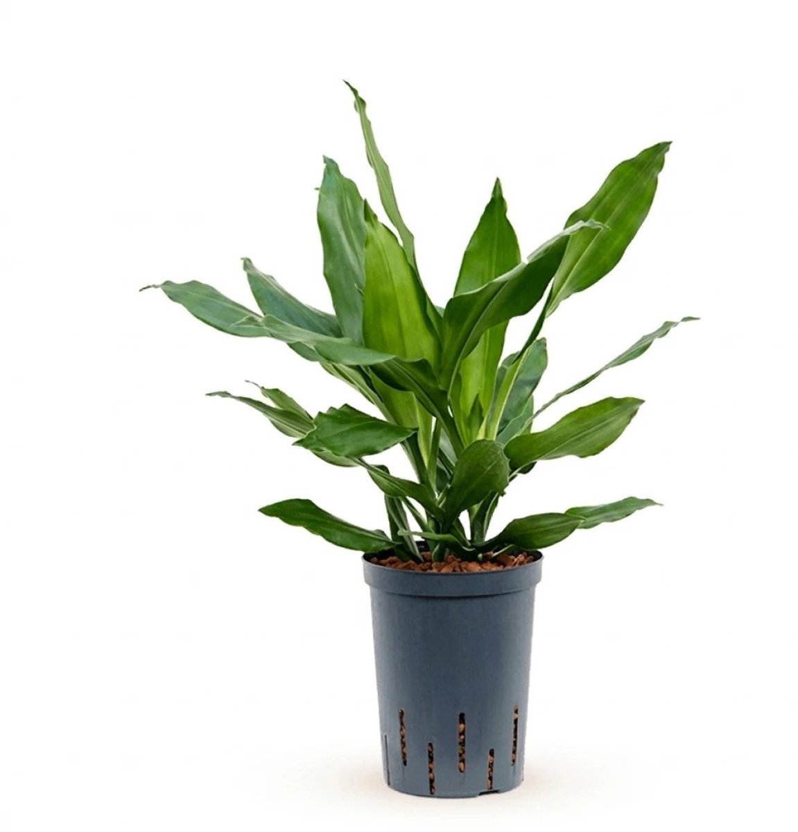 Hydroplant Dracaena Fragrans Janet Lind