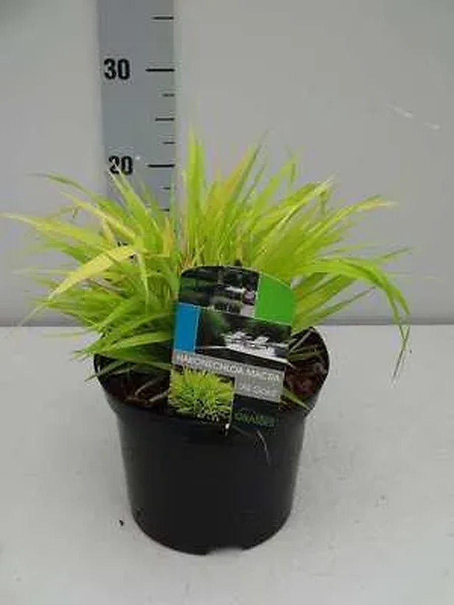 Japans berggras - Hakonechloa macra 'All Gold' | 3 liter pot
