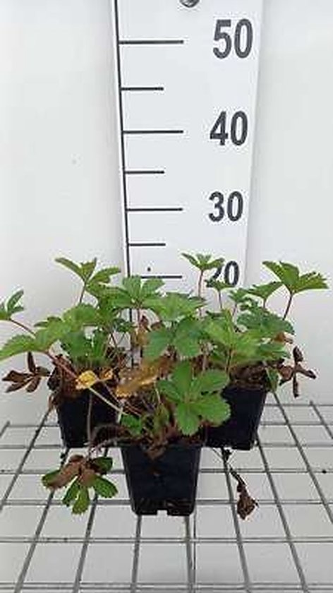 6x Ganzerik - Potentilla nep. 'Miss Willmott' | 9x9 cm pot