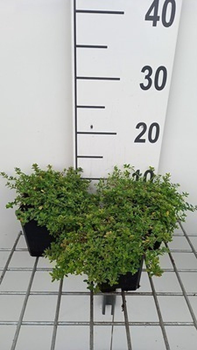 6x Citroentijm - Thymus citr. 'Aureus' | 9x9 cm pot