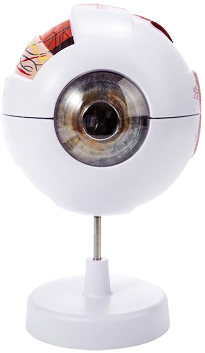 Livia home - Oogbal Anatomie Model - Vergroting 6X - Verwijderbaar Menselijk Oog - Onderwijs - Anatomie Studie - Geschikt voor Studenten - Kleur: Zoal