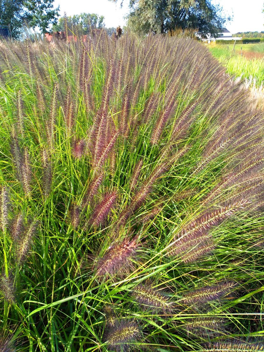 6x zwart Lampenpoetsersgras - Pennisetum alop. 'Black Beauty' | 9x9 cm pot