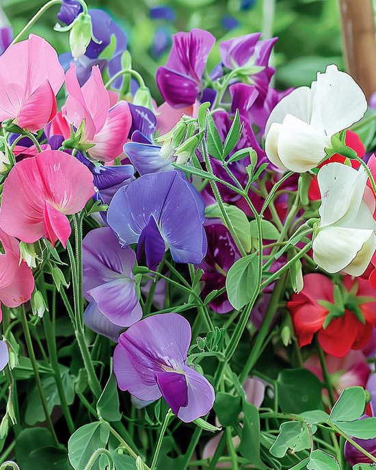 Reukerwt Zaden Royal Family Gemengd Lathyrus Odoratus Eenjarig