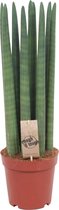 Sansevieria ''Straight“- Vrouwentong - Ijzersterke kamerplant - ↑ 55-65cm - Pot Ø17cm
