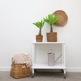 Brighamia insignis 'Hawaii Palm' set incl manden Scott 40 / 60 cm