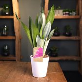 Kamerplant van Botanicly – Vrouwentongen incl. sierpot wit als set – Hoogte: 40 cm – Sansevieria trif. Moonshine