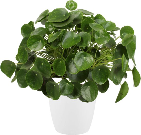 Pannenkoekenplant XL in ELHO sierpot wit - Hoogte 50cm Potmaat 30 - Bektas Plants