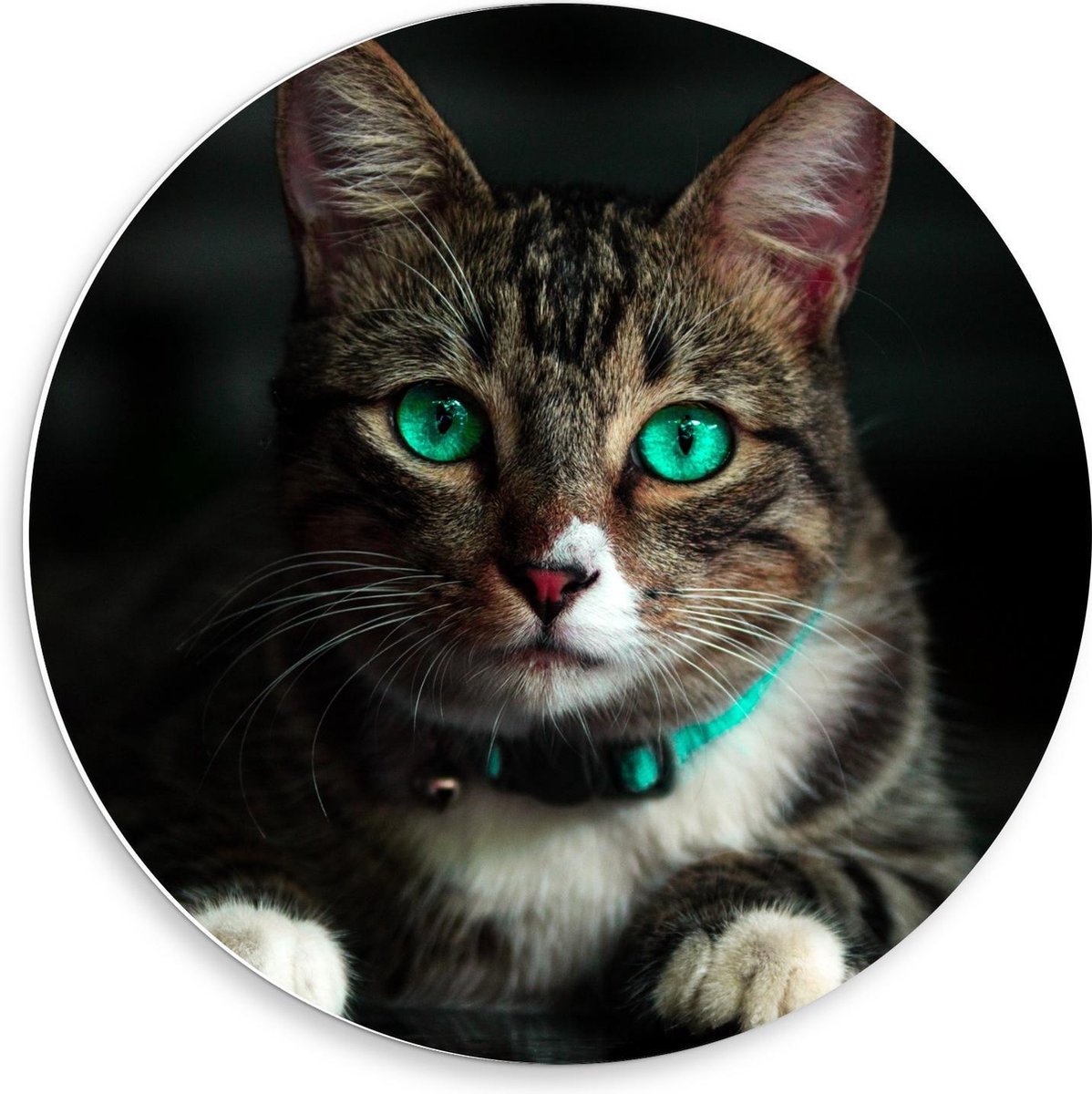 Forex Wandcirkel - Kat met Felblauwe Ogen - 50x50cm Foto op Wandcirkel (met ophangsysteem)