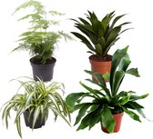 4x  Plantenmix 'Gorgeous Green' - Set van 4 kamerplanten - Graslelie | Hertshoornvaren | Aspergevaren | Drakenhoorn - ↑ 24-36 cm - Pot Ø 12cm