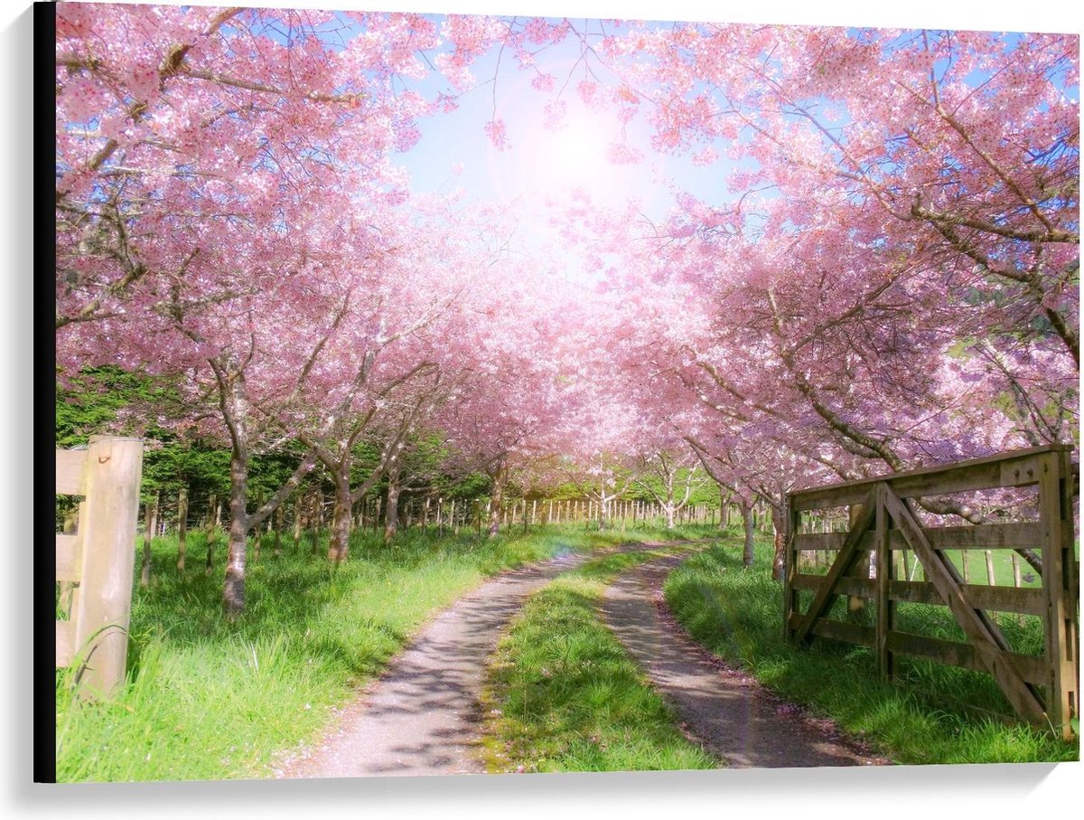 Canvas  - Zandpad tussen de Roze Bomen  - 100x75cm Foto op Canvas Schilderij (Wanddecoratie op Canvas)