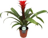 Breasy Bromelia Hope Red Growers | tropisch bloeiende kamerplant| 1 stuks | Ø12cm |  35-50 cm