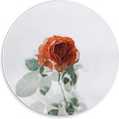 Forex Wandcirkel - Rose Roos Met Witte Achtergrond - 30x30cm Foto op Wandcirkel (met ophangsysteem)