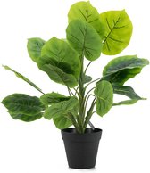 Philodendron in pot