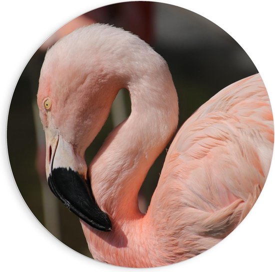 Forex Wandcirkel - Flamingo met Gebogen Nek - Foto op Wandcirkel (met ophangsysteem)