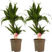 Hellogreen Kamerplanten - Set van 2 - Dracaena Drakenbloedboom Janet Craig - ↕ 70 cm