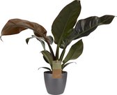 Hellogreen Kamerplant - Philodendron Imperial Red - ↕ 45 cm - Elho B.For Soft antraciet