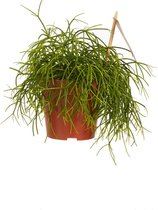 Hellogreen Kamerplant - Rhipsalis Cashero - 20 cm