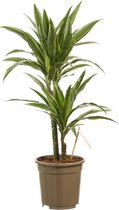 Dracaena Warneckei (Dracaena dermensis Warneckei)