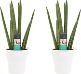 Decorum Duo Sansevieria Cylindrica met sierpot Anna white  ()
