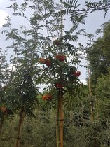 Lijsterbes - Sorbus aucuparia ‘Sheerwater Seedling’ | Omtrek: 10-14 cm | Hoogte: 300 cm