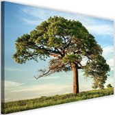 Schilderij Grote boom, 2 maten, groen/blauw, Premium print