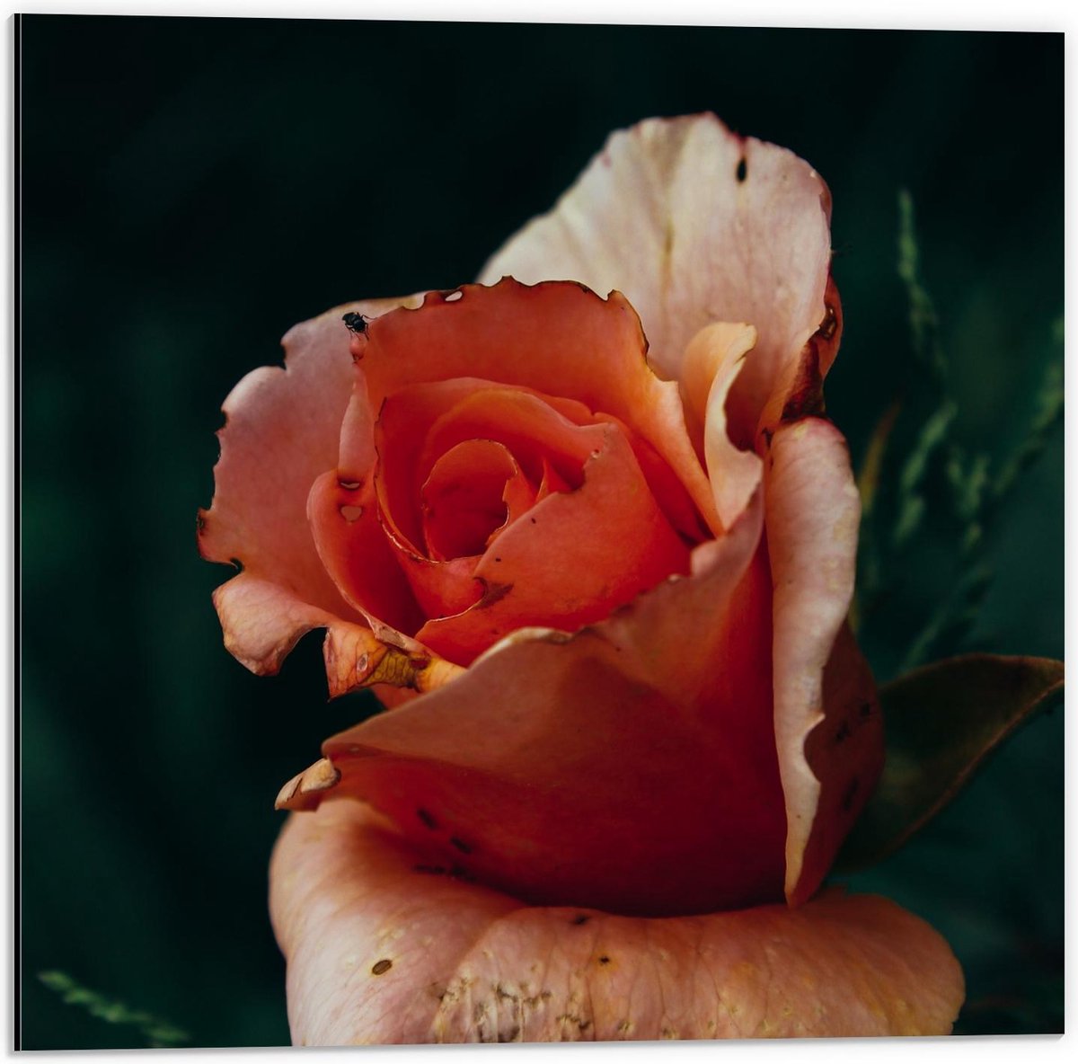 Dibond - Roze/Oranje Roos - 50x50cm Foto op Aluminium (Met Ophangsysteem)