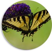 Forex Wandcirkel - Geel met Zwarte Vlinder op Paarse Bloem - 40x40cm Foto op Wandcirkel (met ophangsysteem)