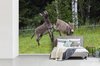 Behang - Fotobehang - Schoppende ezel - Breedte 360 cm x hoogte 240 cm