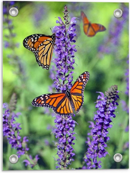 Tuinposter – Oranje Vlinders bij Lavendel - 30x40cm Foto op Tuinposter  (wanddecoratie voor buiten en binnen)