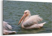 Schilderij - Pelikanen in het water — 90x60 cm