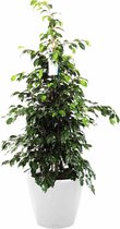 Ficus Benjamina in watergevende Classico wit | Treurvijg