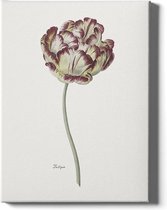 Walljar - Tulipa - Muurdecoratie - Plexiglas schilderij
