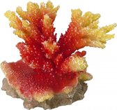 Auqa Della Coraal acropora Oranje 11,5x8,5x9,5CM