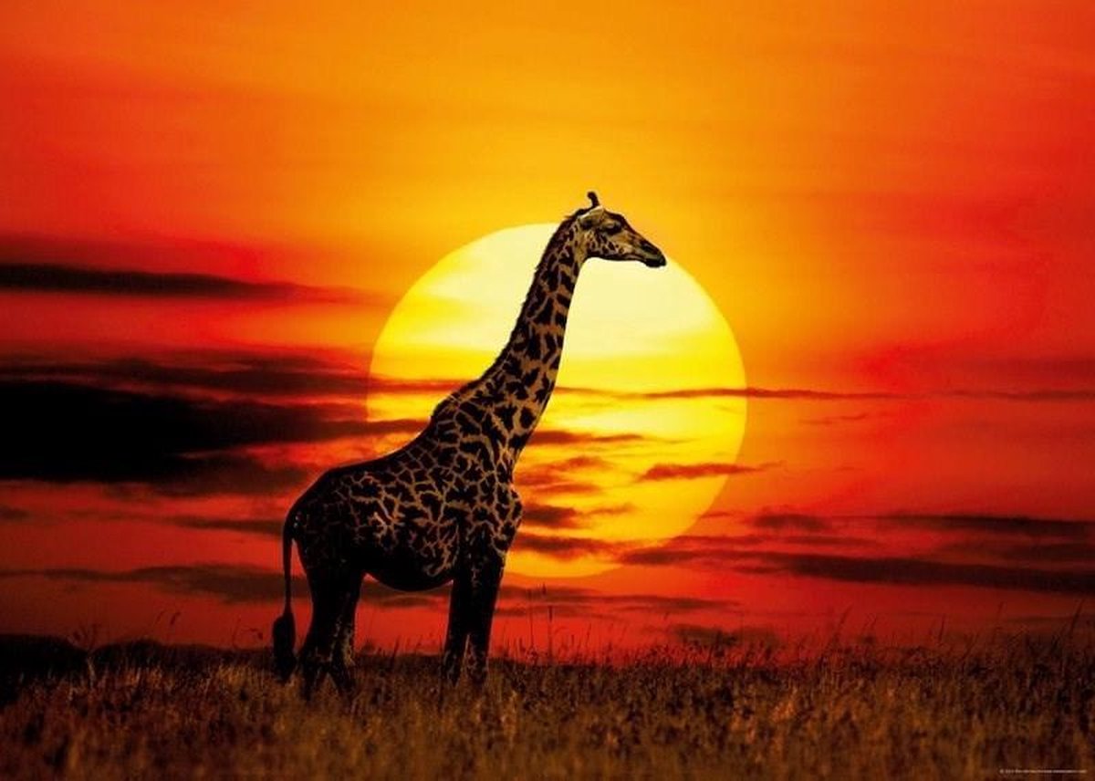 Puzzle 1000 Pezzi Giraffe - Decorazione Artistica 70x50 Cm, Per Relax E Concentrazione, Poster Incluso