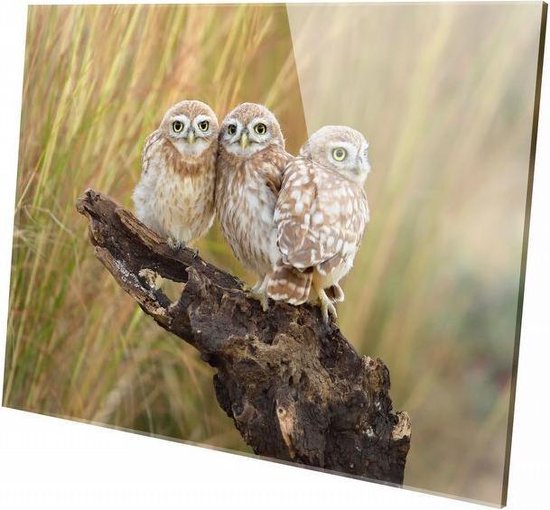 Bol Com Uiltjes 60 X 40 Cm Wanddecoratie Dieren Op Plexiglas Schilderij Plexiglas