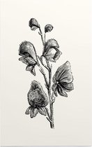 Monnikskap zwart-wit (Monkshood) - Foto op Forex - 60 x 90 cm