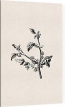 Apium Inundatum zwart-wit (Procumbent Marsh Wort) - Foto op Canvas - 30 x 45 cm