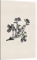 Sibbaldia Procumbens zwart-wit (Procumbent Sibbaldia) - Foto op Canvas - 30 x 45 cm