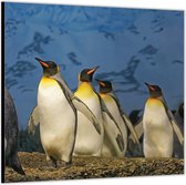 Dibond –Pinguïns – 80x80 Foto op Aluminium (Wanddecoratie van metaal)