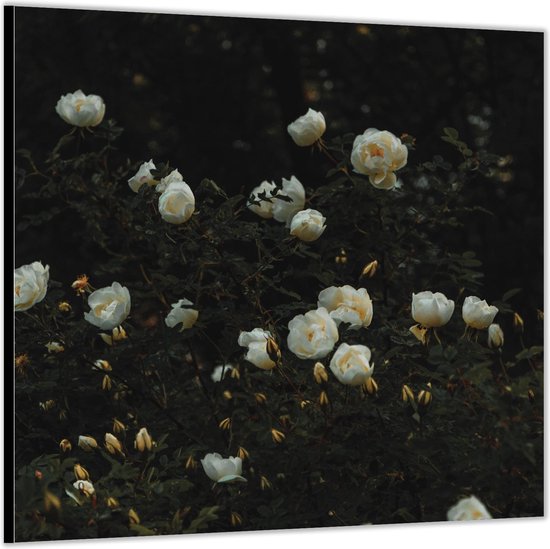 Dibond –Witte Bloemenstruik– 80x80 Foto op Aluminium (Met ophangl)